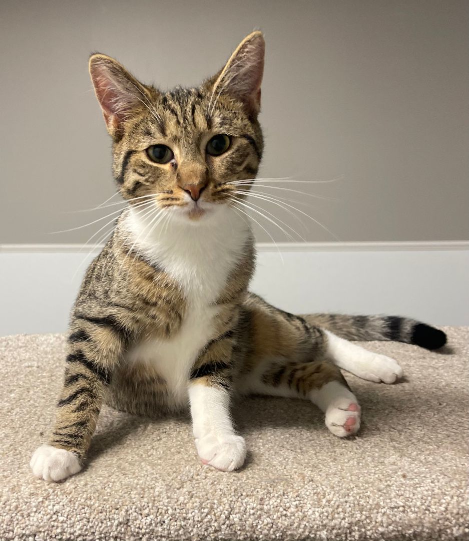Charles, an adoptable Domestic Short Hair in Chillicothe, OH, 45601 | Photo Image 2