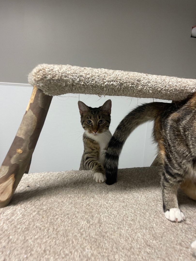 Charles, a Adoptable Domestic Short Hair in Chillicothe, OH image 4/6