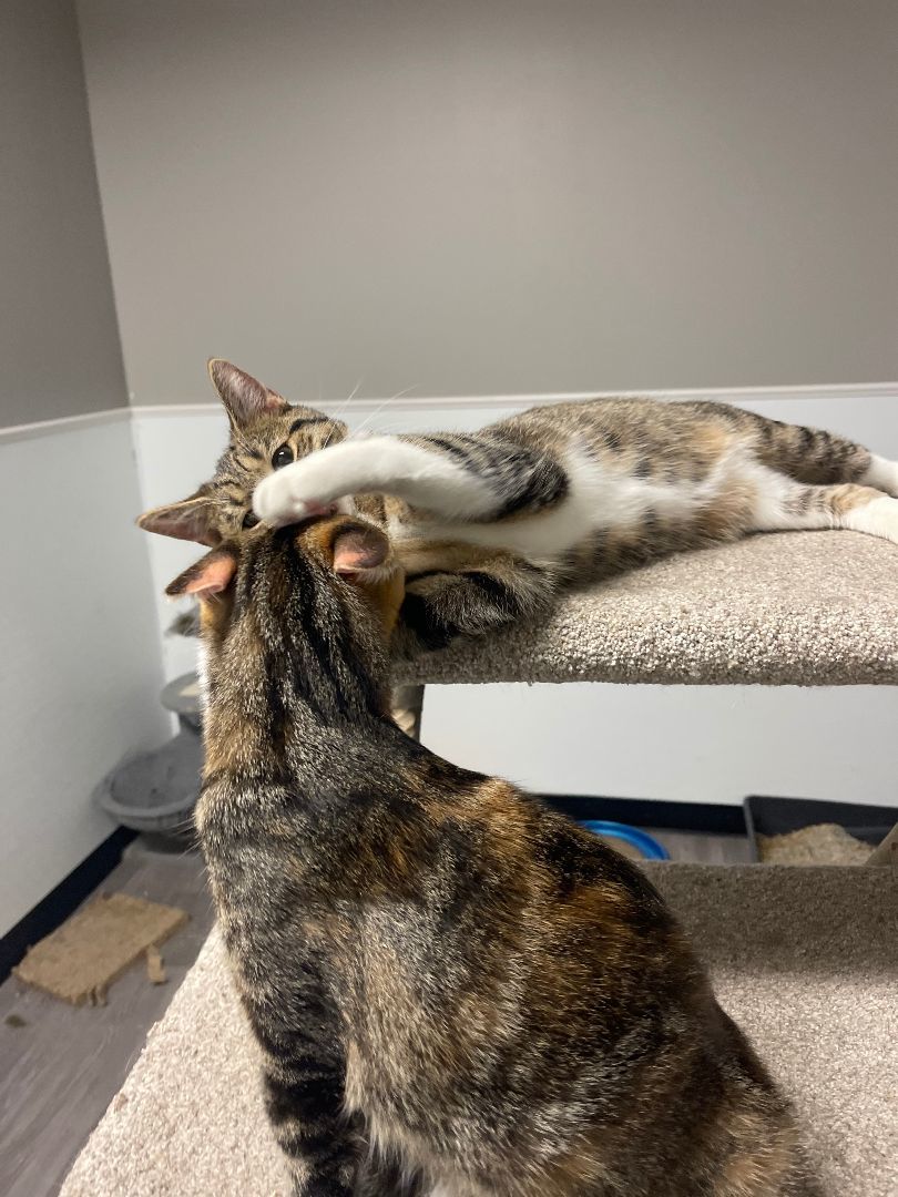 Charles, a Adoptable Domestic Short Hair in Chillicothe, OH image 5/6