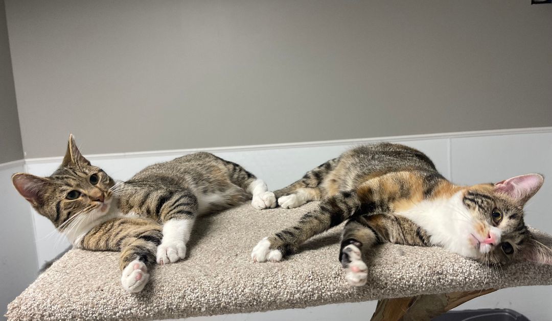 Charles, a Adoptable Domestic Short Hair in Chillicothe, OH image 6/6