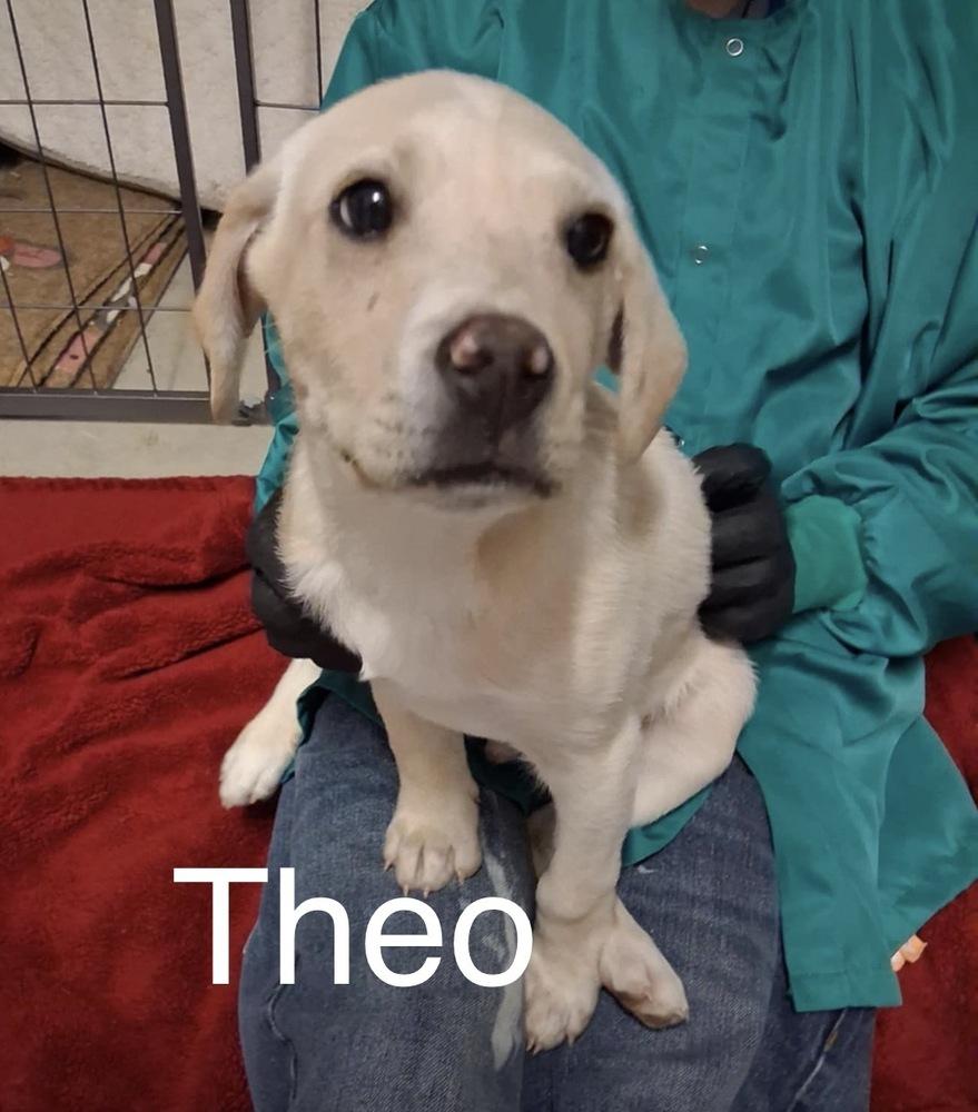 Enlarge Theo, a Adoptable mixed breed in Irwin, PA image 1/2