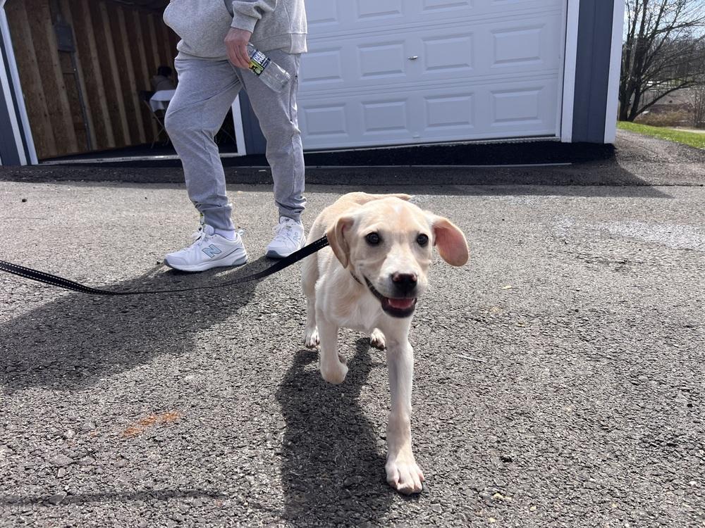 Enlarge Theo, a Adoptable mixed breed in Irwin, PA image 2/2