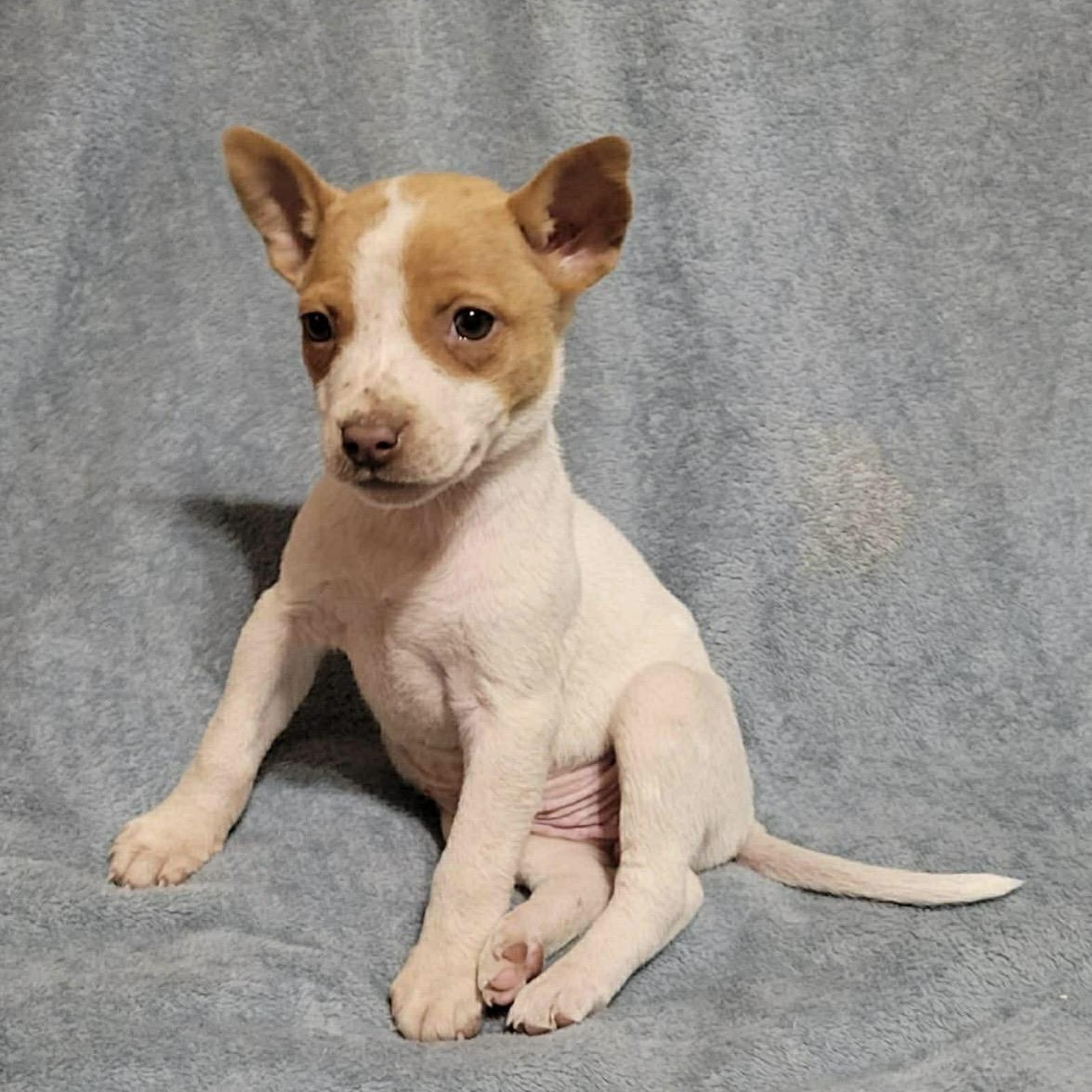 Jan , ADOPTABLE, Puppy Female Chihuahua & Rat Terrier.