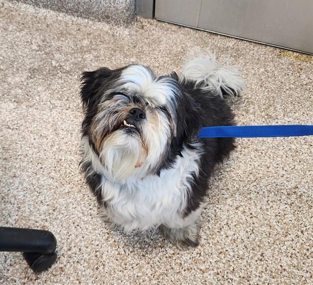 Enlarge OREO, a Adoptable Shih Tzu in Pueblo, CO image 1/1