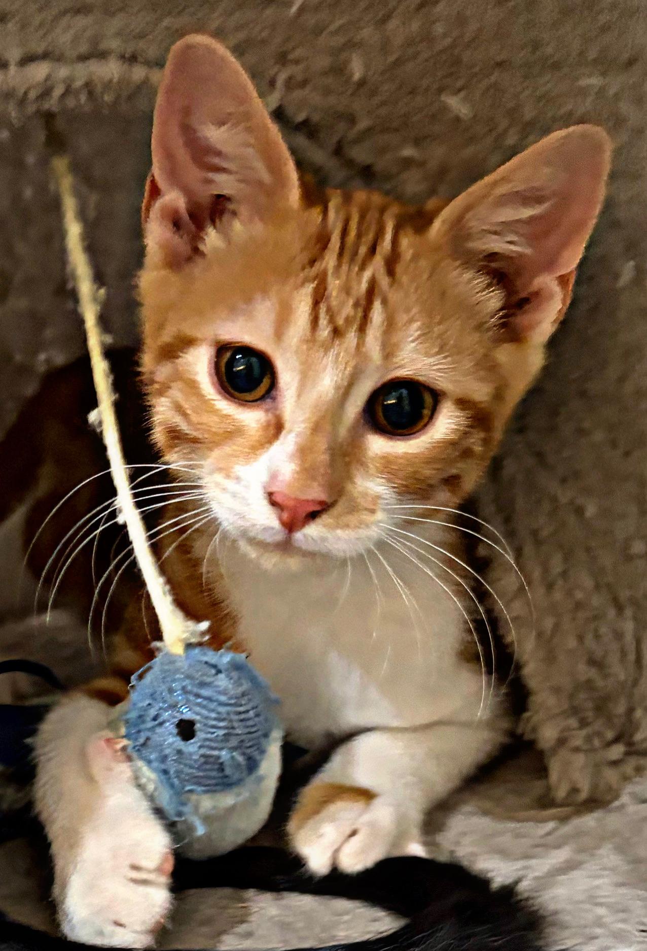 Enlarge Handsome Hans, a Adoptable Domestic Short Hair in Boston, MA image 1/5