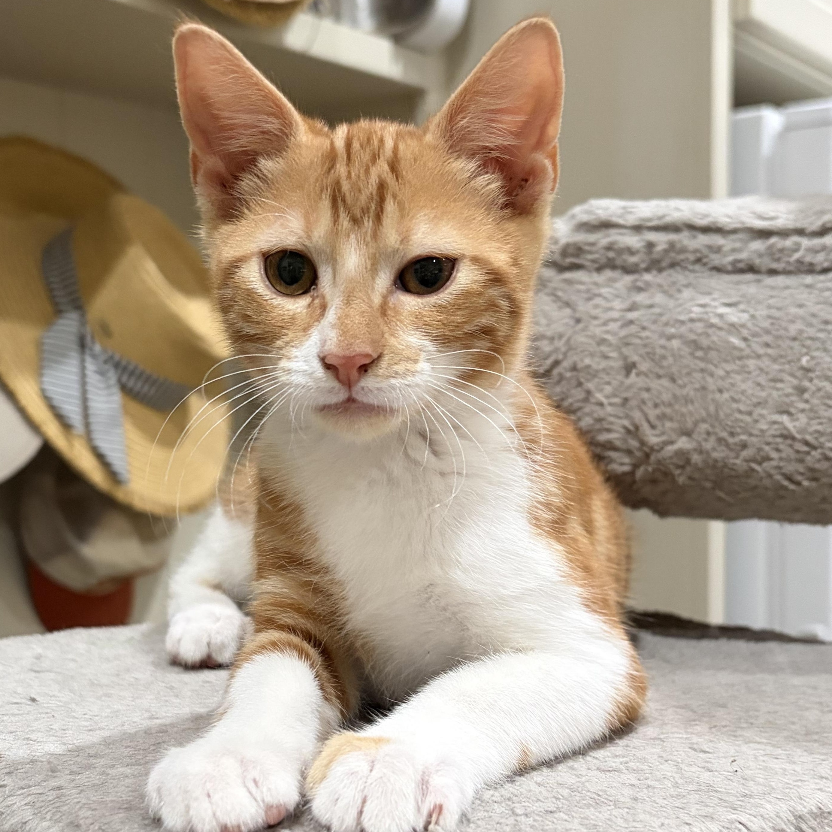 Enlarge Handsome Hans, a Adoptable Domestic Short Hair in Boston, MA image 3/5