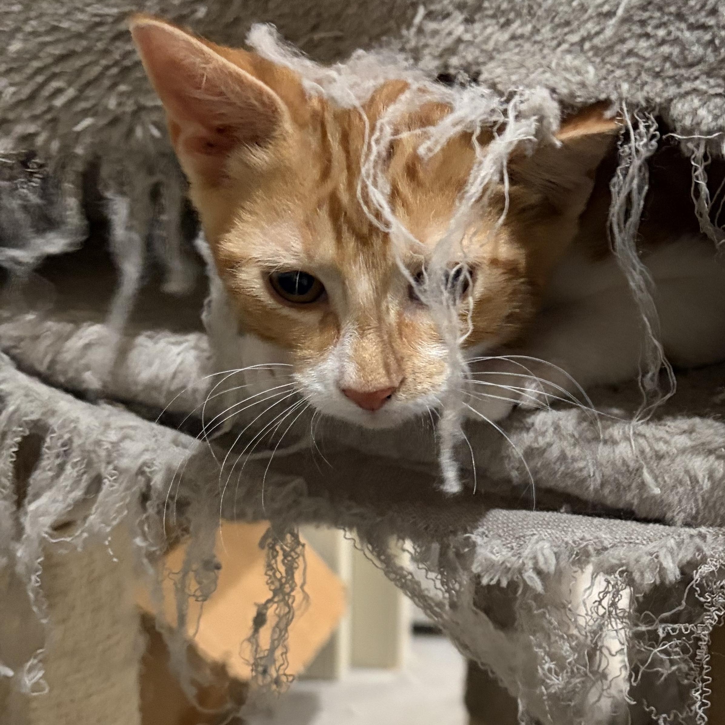 Enlarge Handsome Hans, a Adoptable Domestic Short Hair in Boston, MA image 5/5