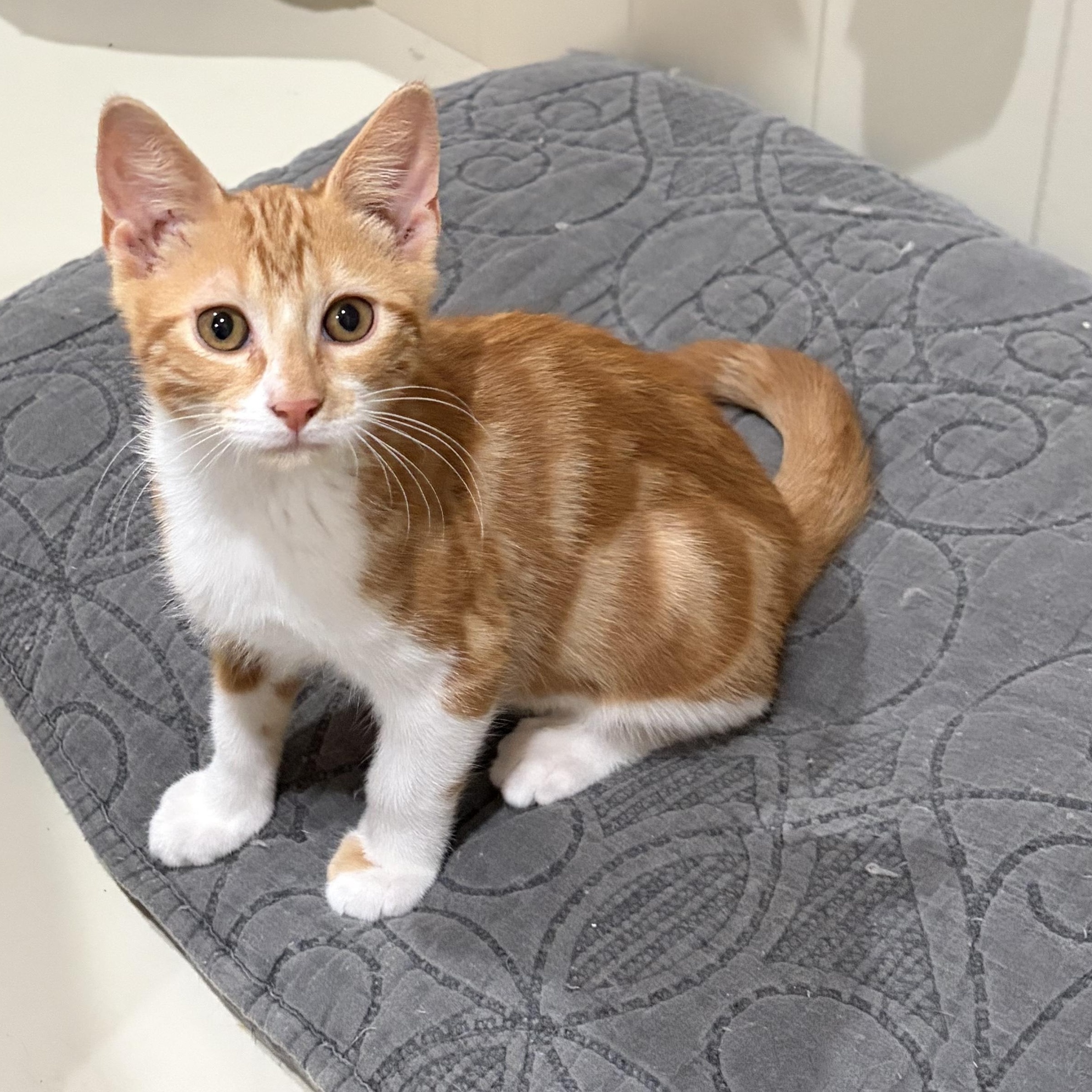 Enlarge Handsome Hans, a Adoptable Domestic Short Hair in Boston, MA image 4/5