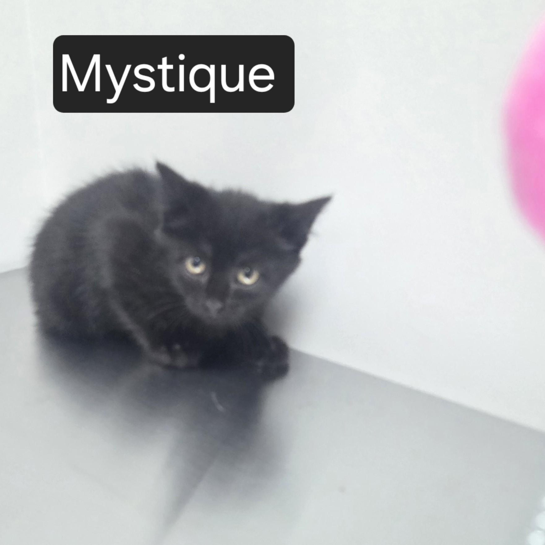 Mystique, ADOPTABLE, Kitten Male Domestic Short Hair.