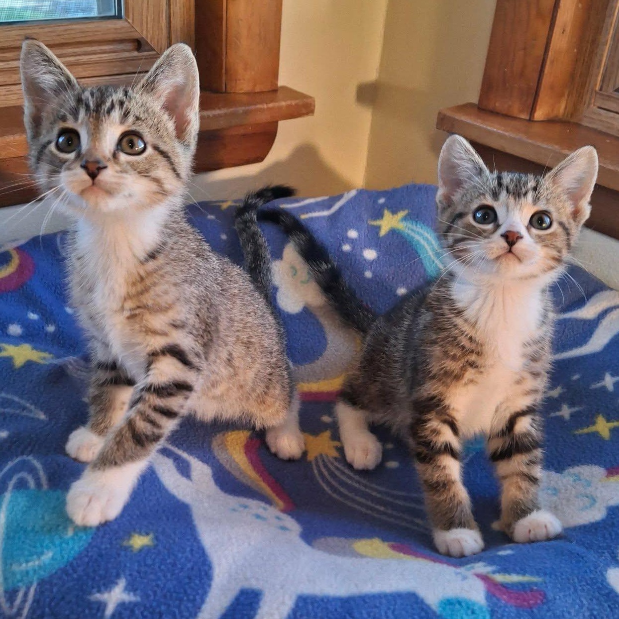 Squirrel and Chipmunk (Bonded Pair), ADOPTABLE, Kitten Male Domestic Short Hair.