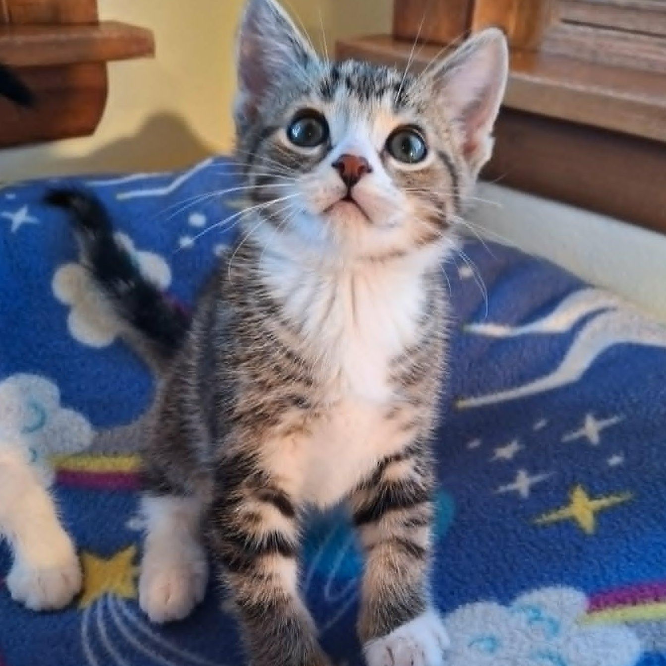 Squirrel and Chipmunk (Bonded Pair), a ADOPTABLE Domestic Short Hair in Watertown, WI image 2/3