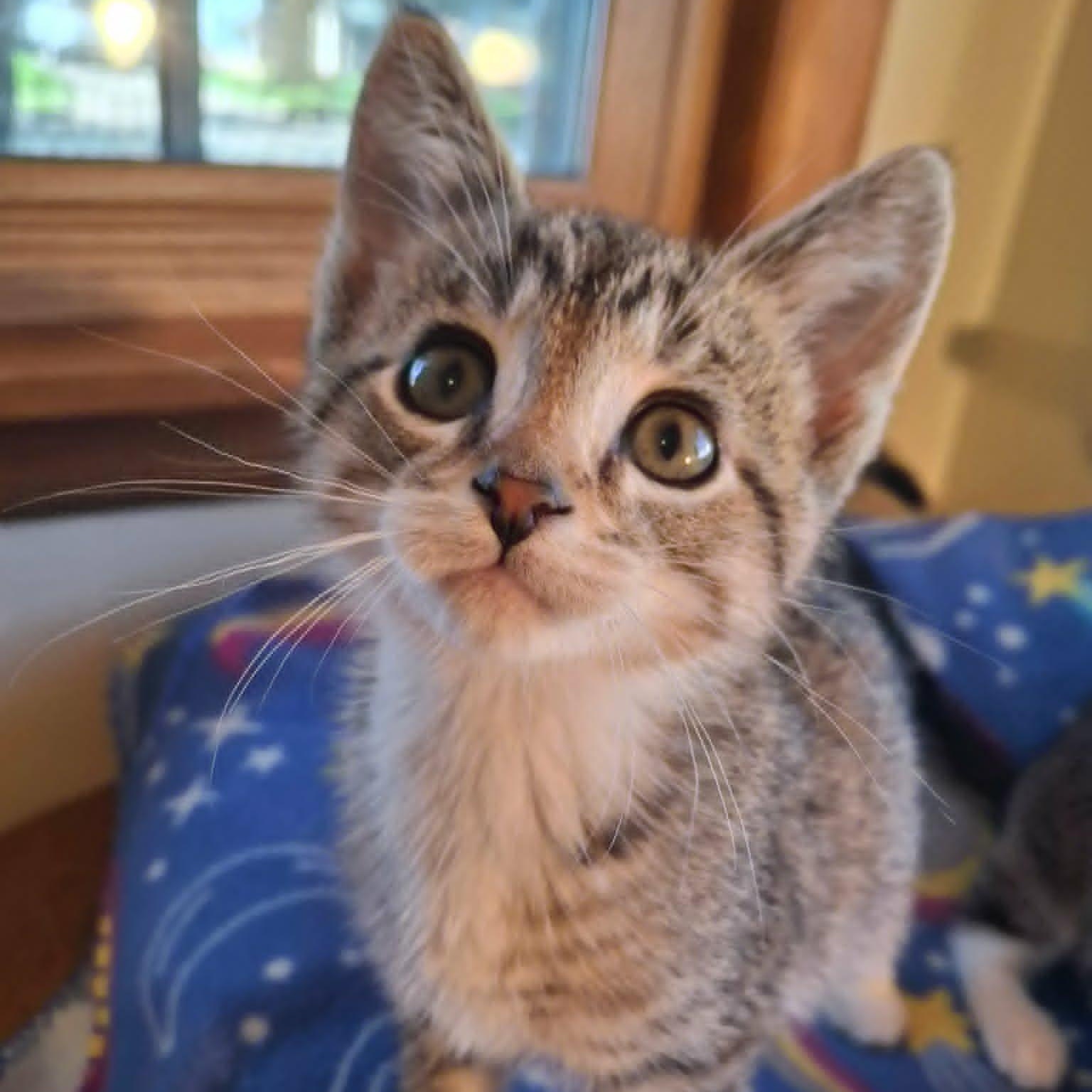 Squirrel and Chipmunk (Bonded Pair), a ADOPTABLE Domestic Short Hair in Watertown, WI image 3/3