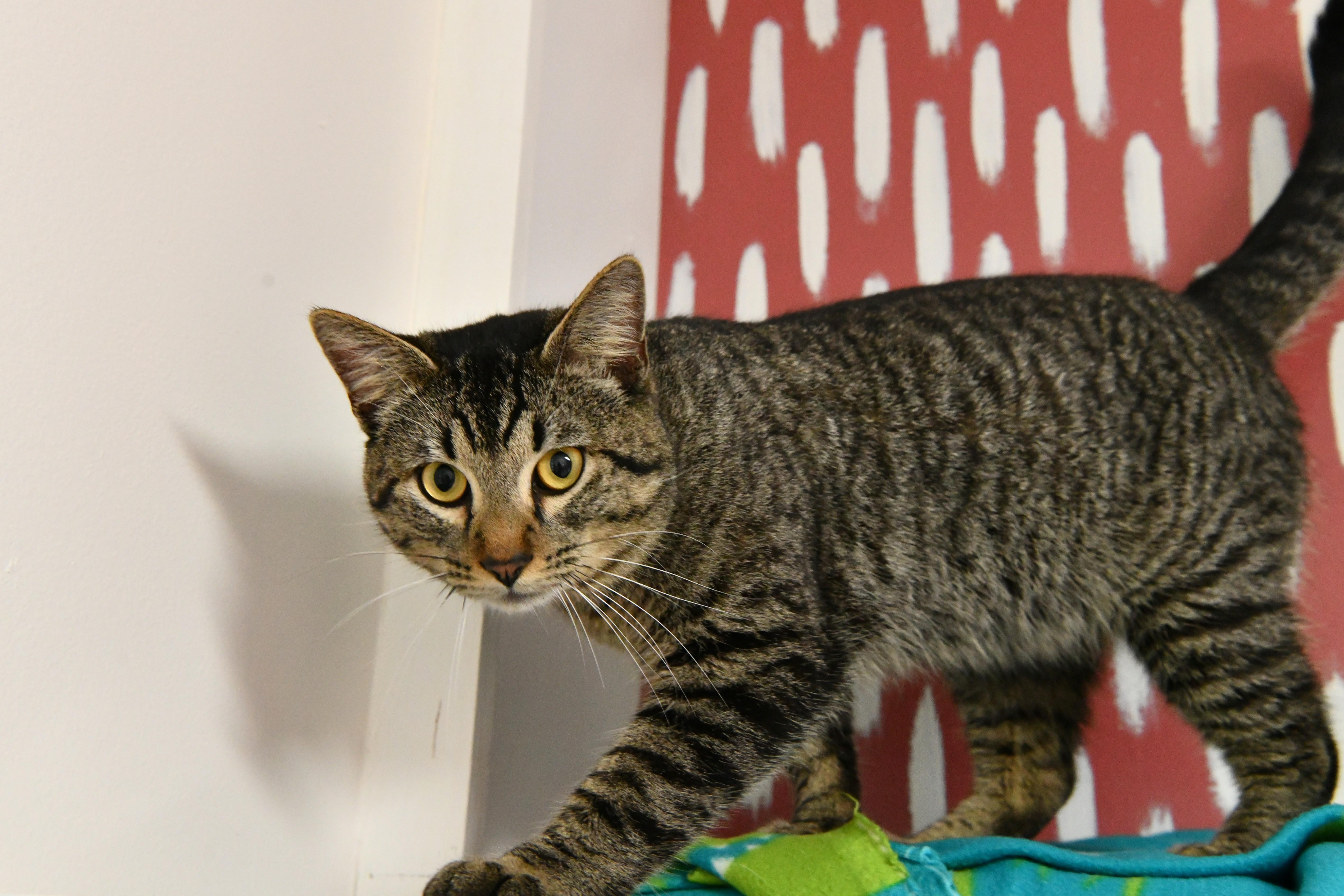 Vader, adopted, Adult Male Domestic Short Hair.