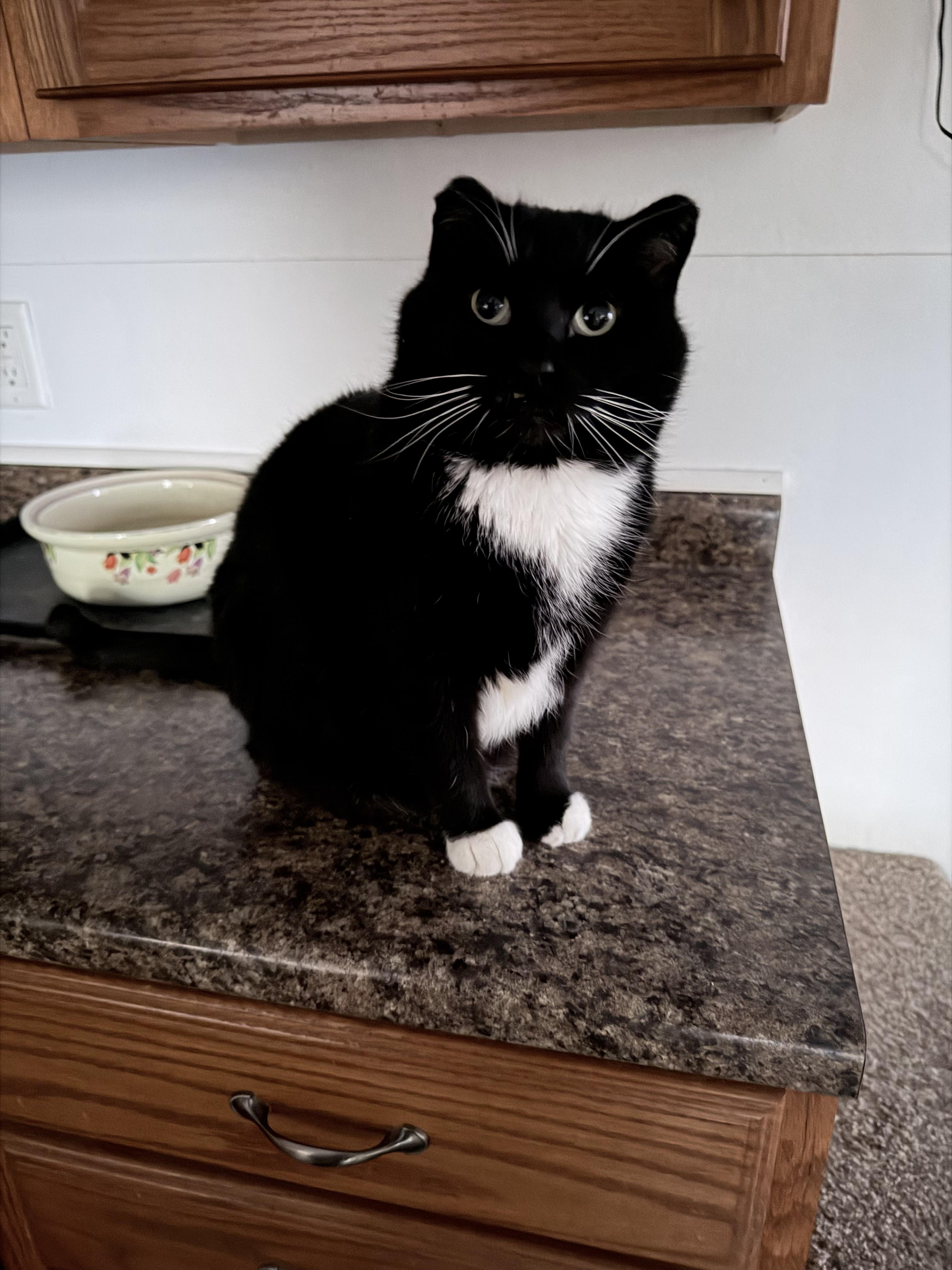 MILES, ADOPTABLE, Adult Male Domestic Short Hair.