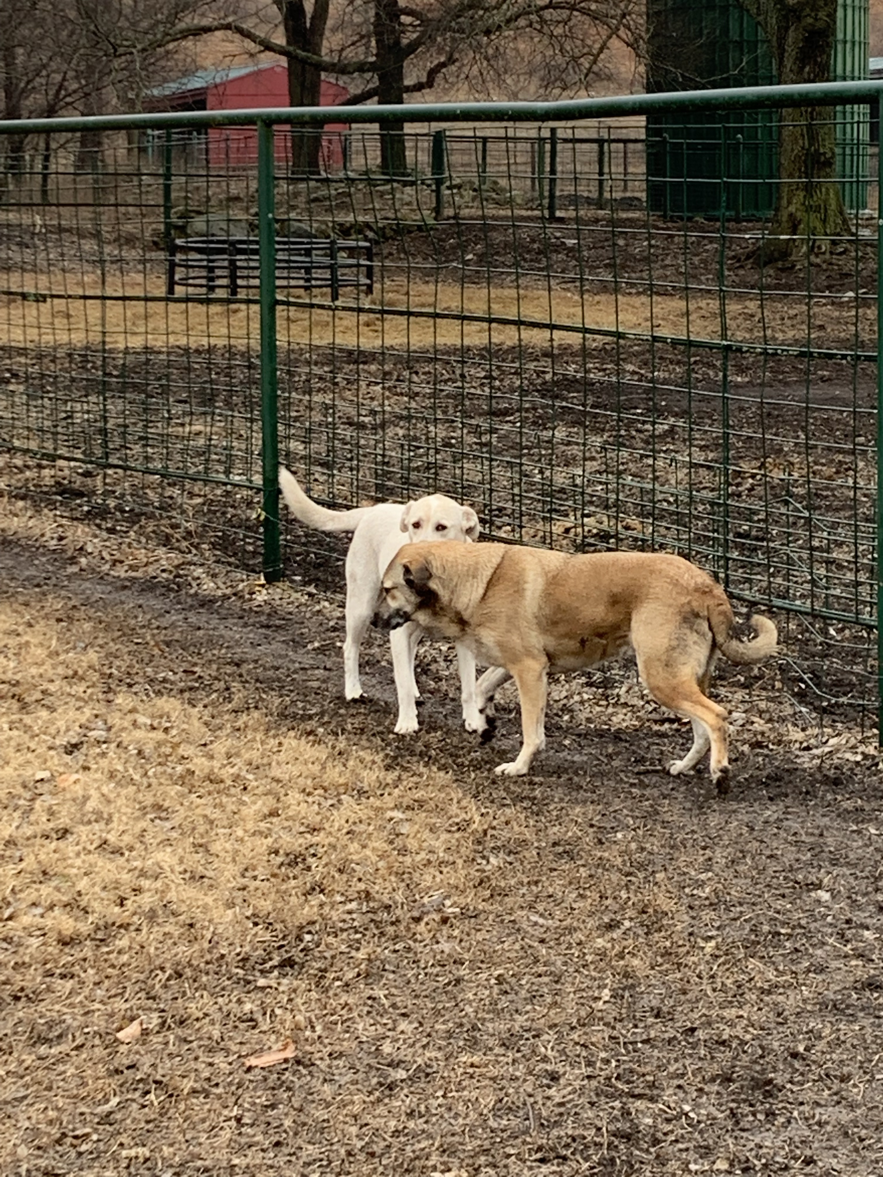 Lucy & Denali (Bonded Pair), a Adoptable Mixed Breed in Leon, KS image 1/10