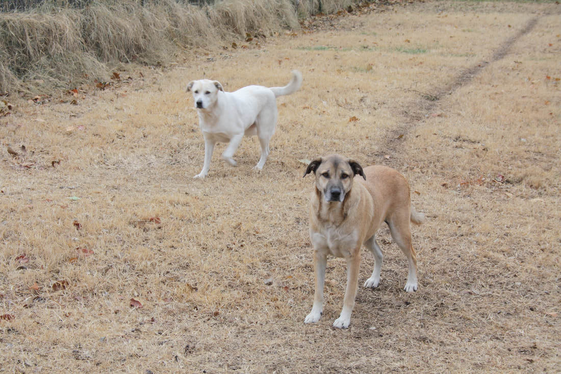 Lucy & Denali (Bonded Pair), a Adoptable Mixed Breed in Leon, KS image 2/10