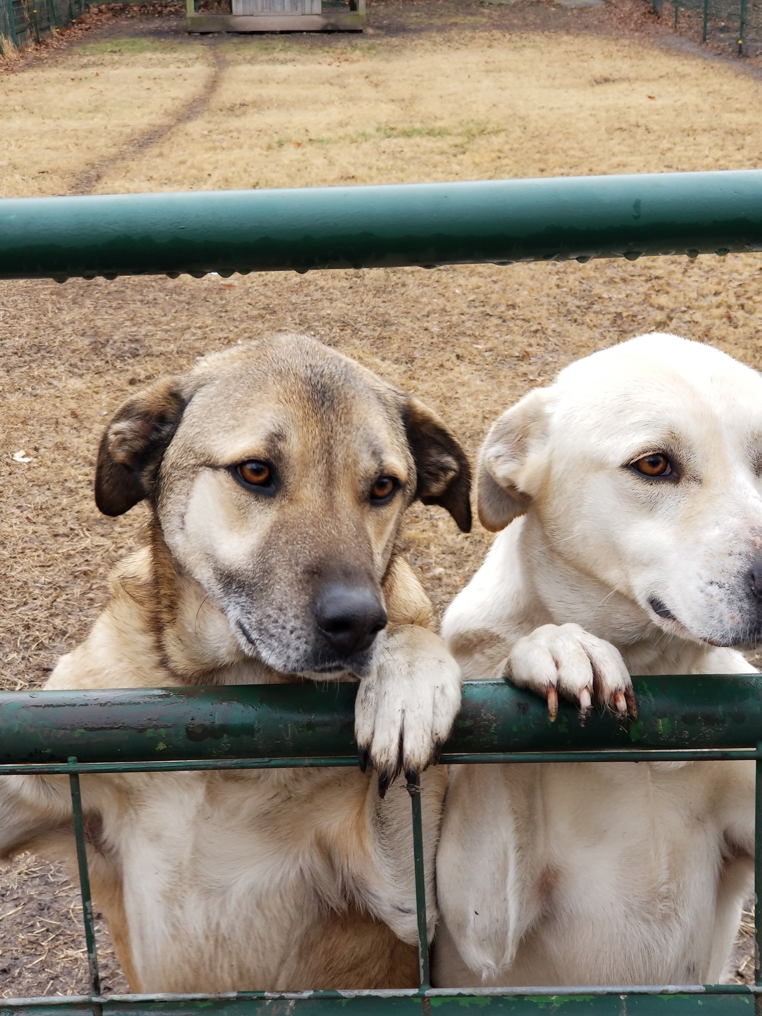 Lucy & Denali (Bonded Pair), a Adoptable Mixed Breed in Leon, KS image 3/10