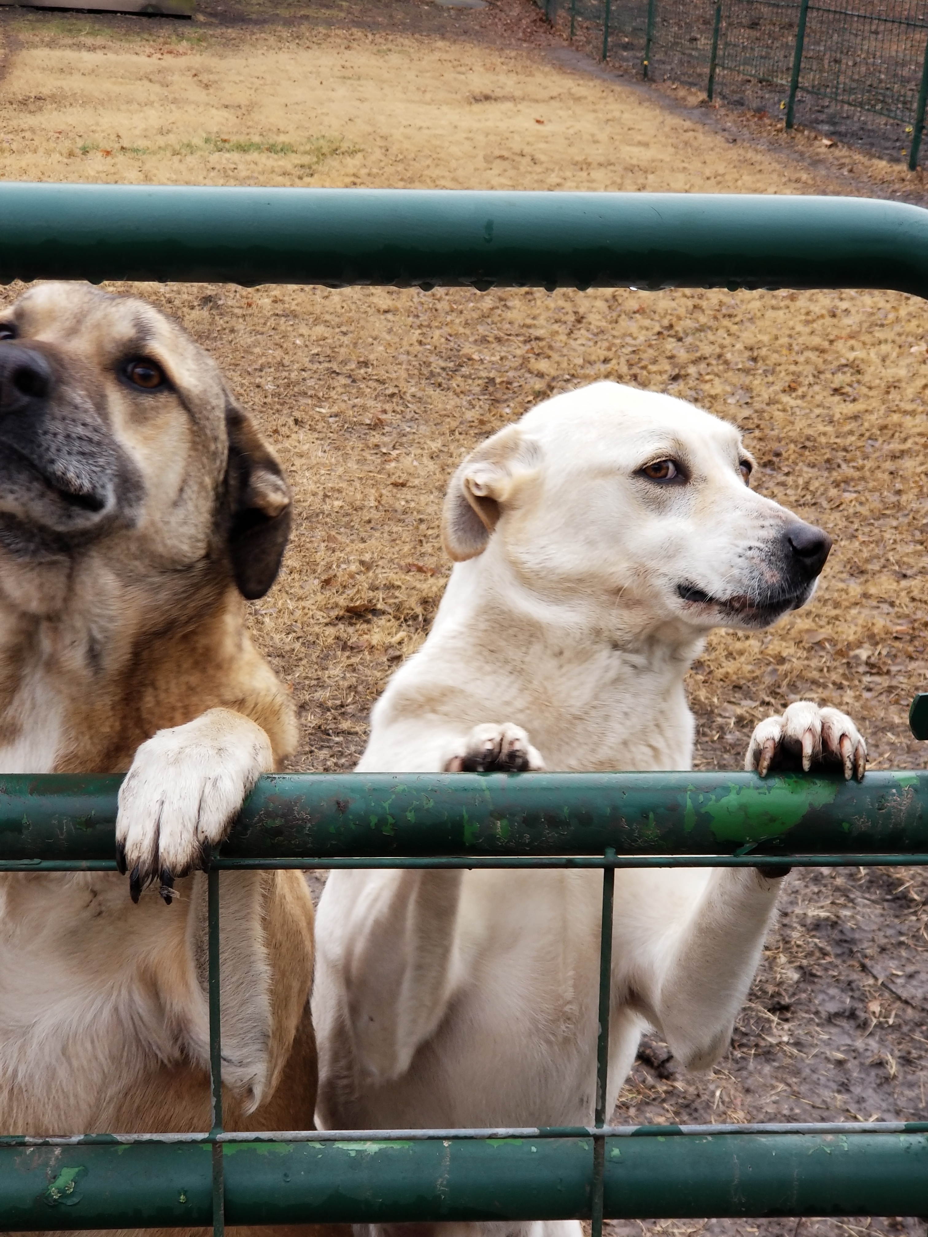 Lucy & Denali (Bonded Pair), a Adoptable Mixed Breed in Leon, KS image 4/10