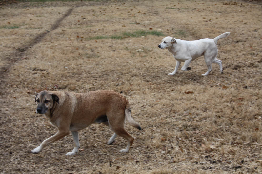 Lucy & Denali (Bonded Pair), a Adoptable Mixed Breed in Leon, KS image 5/10