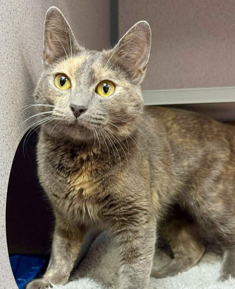 Enlarge Natalie - queen of our hearts!  Rainbow silver beauty!  VIDEO!!  therapy kitten!, a Adoptable mixed breed in Bedford Hills, NY image 4/6