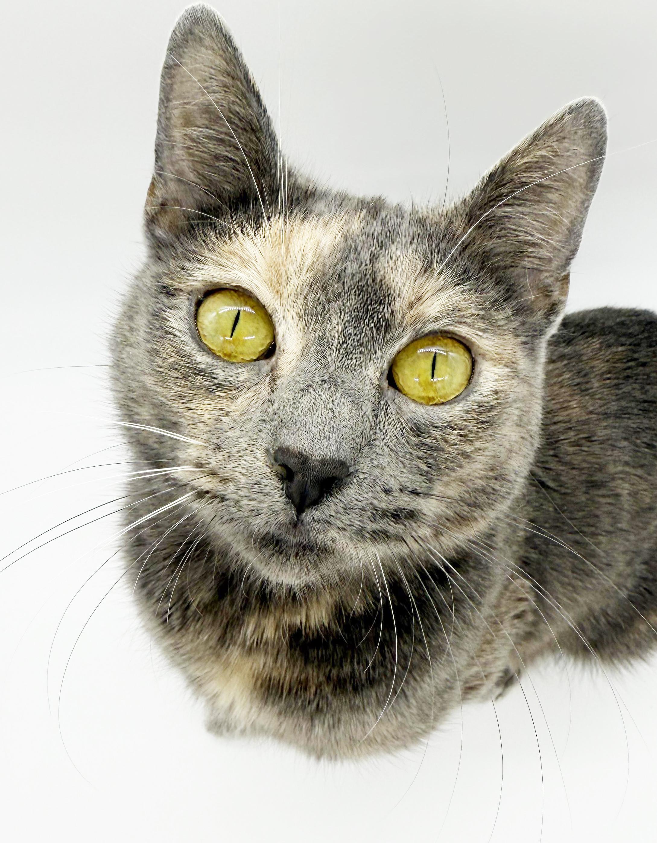 Natalie - queen of our hearts!  Rainbow silver beauty!  VIDEO!!  therapy kitten!, Adoptable, Kitten Female Russian Blue & Dilute Tortoiseshell.