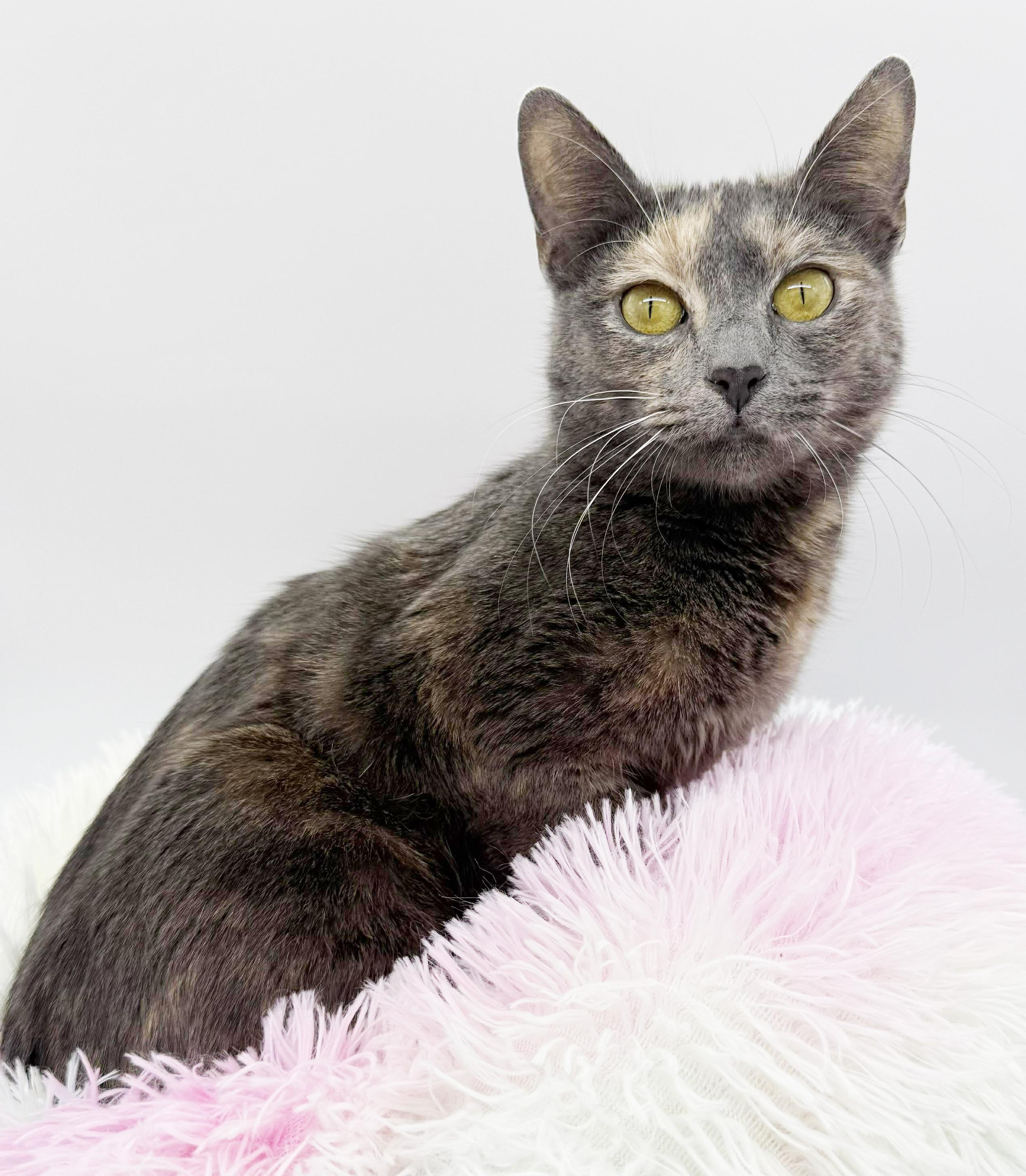 Enlarge Natalie - queen of our hearts!  Rainbow silver beauty!  VIDEO!!  therapy kitten!, a Adoptable mixed breed in Bedford Hills, NY image 3/6