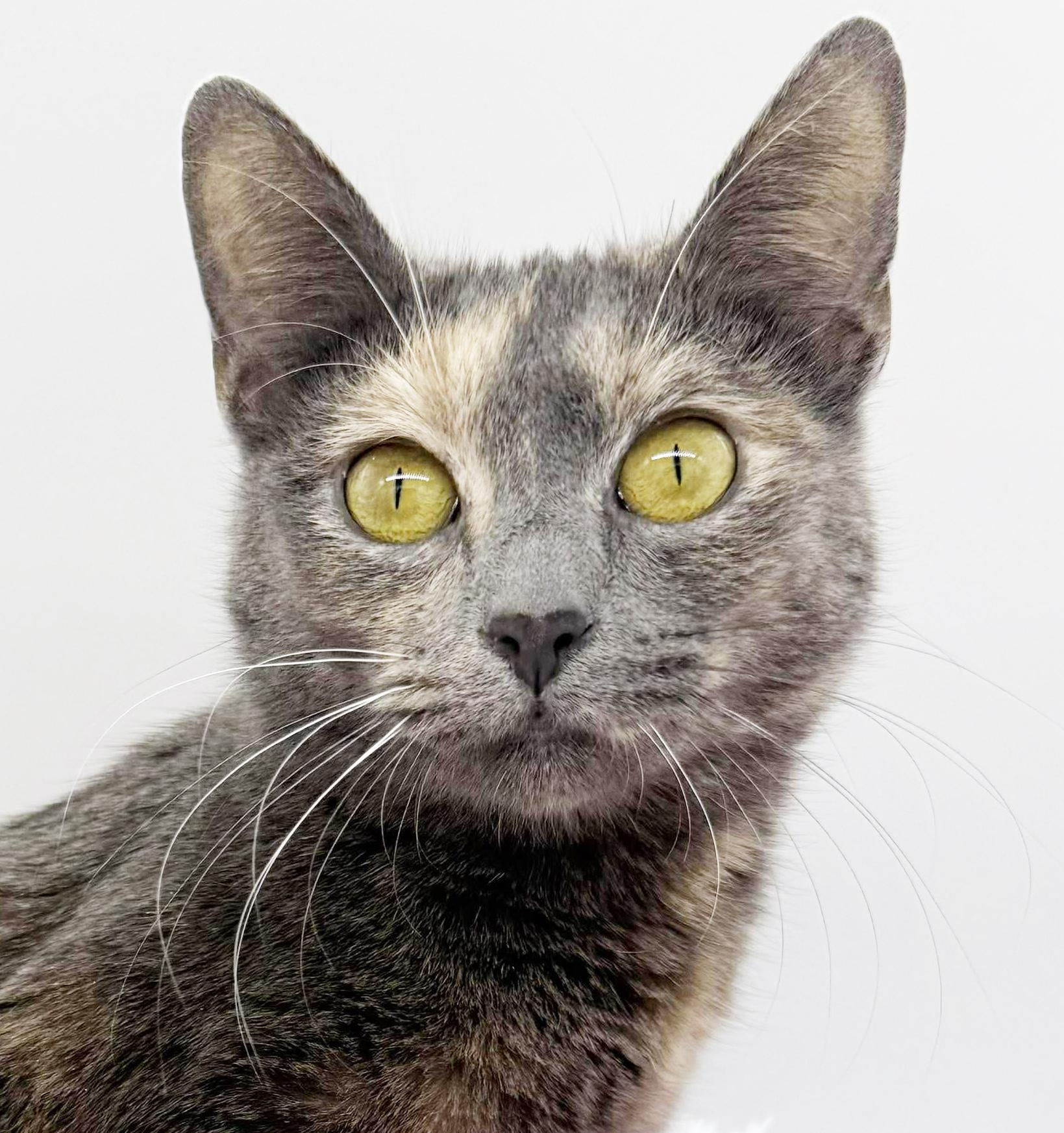 Enlarge Natalie - queen of our hearts!  Rainbow silver beauty!  VIDEO!!  therapy kitten!, a Adoptable mixed breed in Bedford Hills, NY image 5/6
