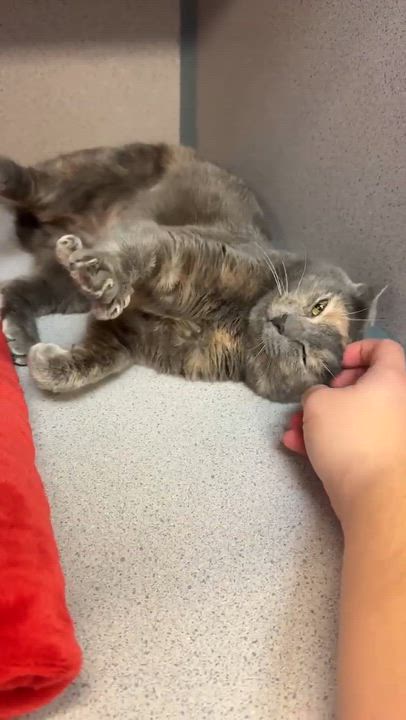 Enlarge Natalie - queen of our hearts!  Rainbow silver beauty!  VIDEO!!  therapy kitten!, a Adoptable mixed breed in Bedford Hills, NY video 2/6