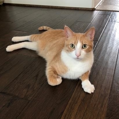 Cream and Colby - RF FH