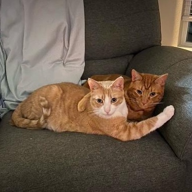 Cream and Colby - RF FH — thumbnail 2