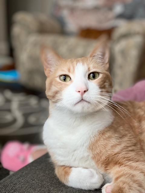 Cream and Colby - RF FH — thumbnail 3