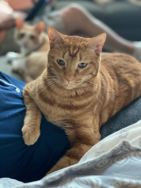 Cream and Colby - RF FH — thumbnail 4