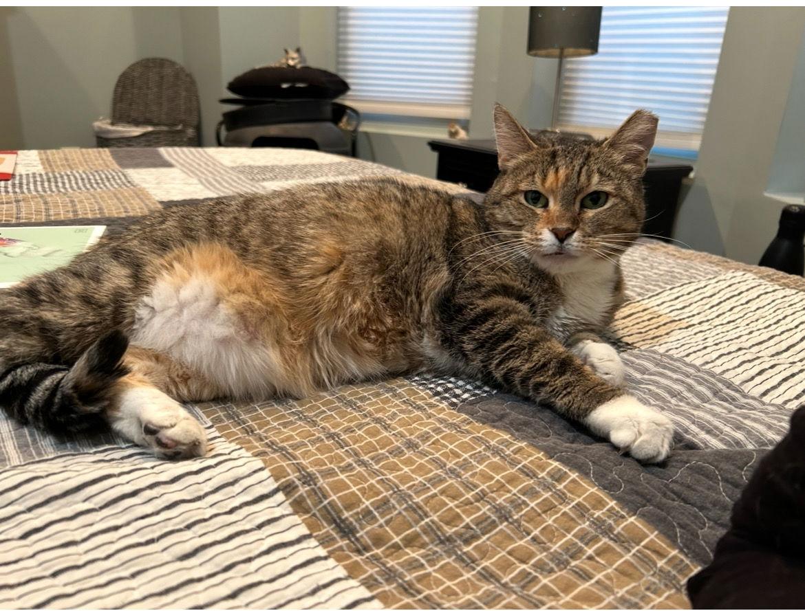 Divinity, a Adoptable Domestic Short Hair in Philadelphia, PA image 1/3