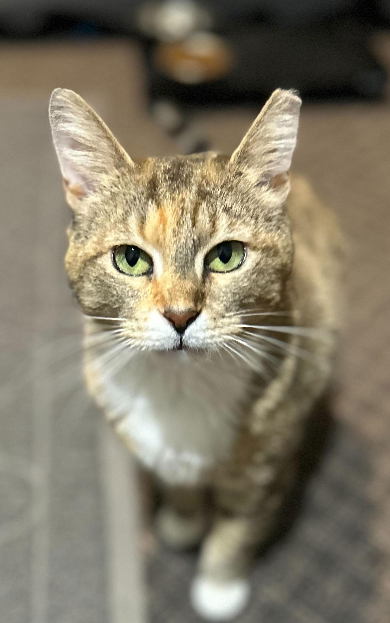 Enlarge Divinity, a Adoptable Domestic Short Hair in Philadelphia, PA image 1/3