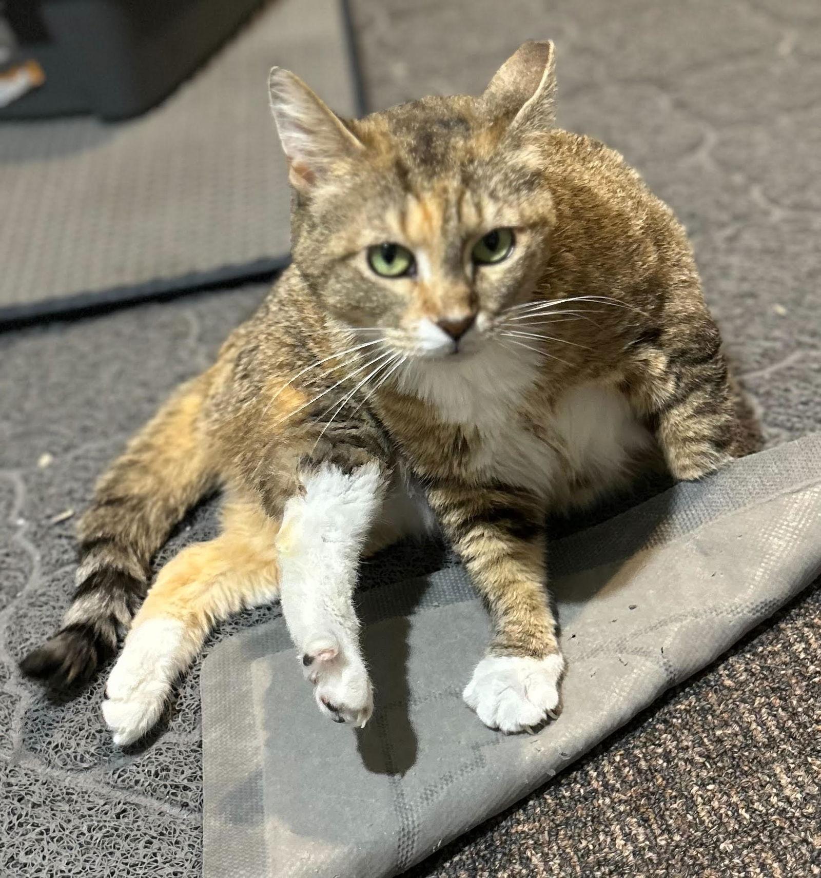 Enlarge Divinity, a Adoptable Domestic Short Hair in Philadelphia, PA image 2/3