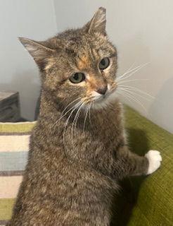 Enlarge Divinity, a Adoptable Domestic Short Hair in Philadelphia, PA image 3/3