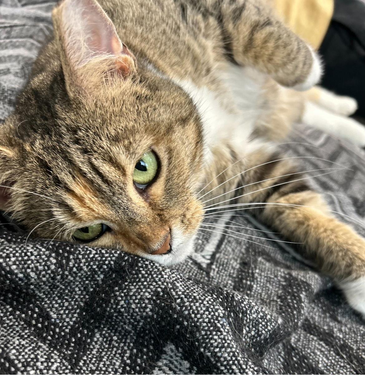 Divinity, a Adoptable Domestic Short Hair in Philadelphia, PA image 2/3