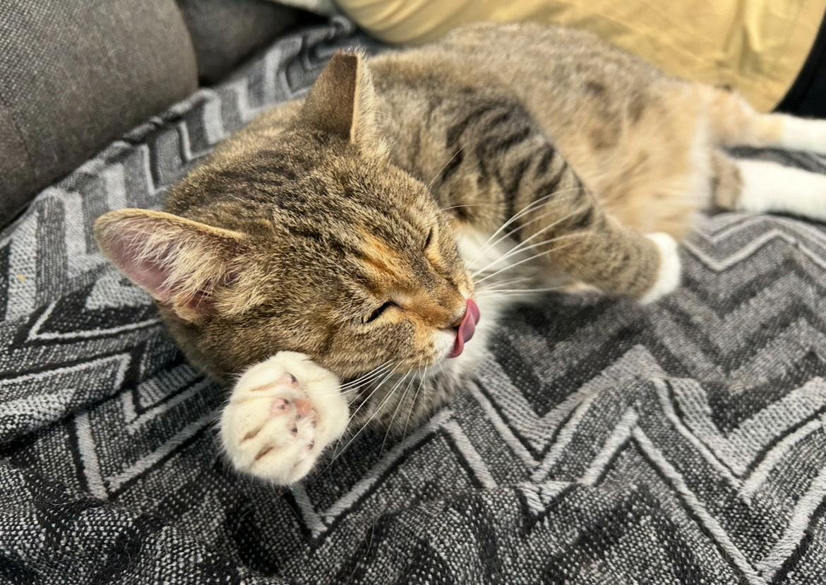 Divinity, a Adoptable Domestic Short Hair in Philadelphia, PA image 3/3