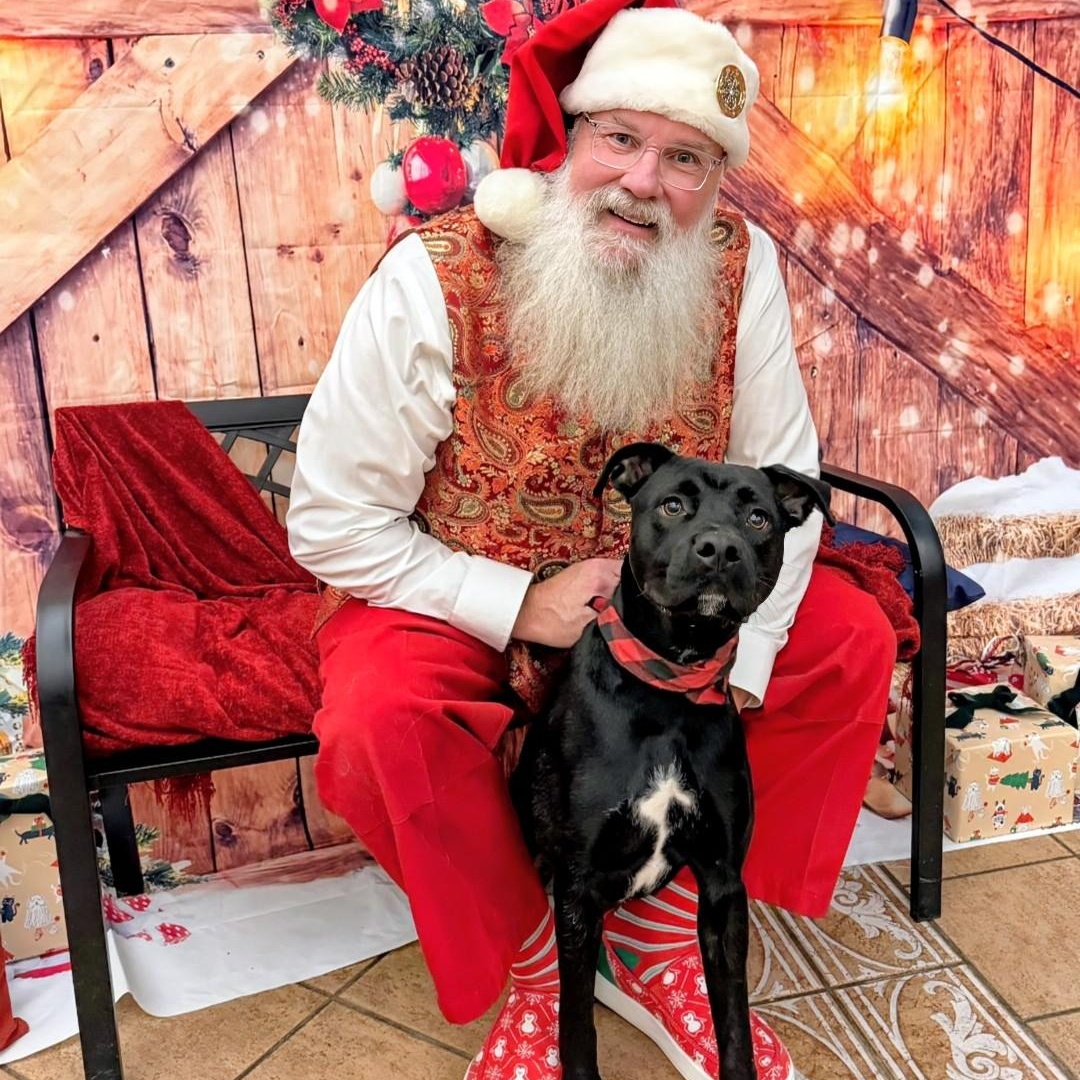 Tank, a Adoptable mixed breed in Powell, OH image 3/6