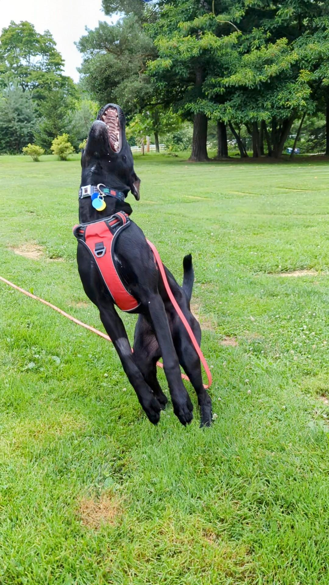 Tank, a Adoptable mixed breed in Powell, OH image 4/6