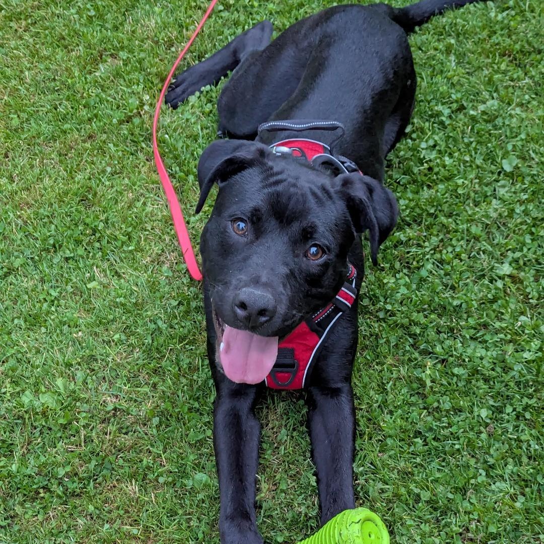 Tank, a Adoptable mixed breed in Powell, OH image 2/6
