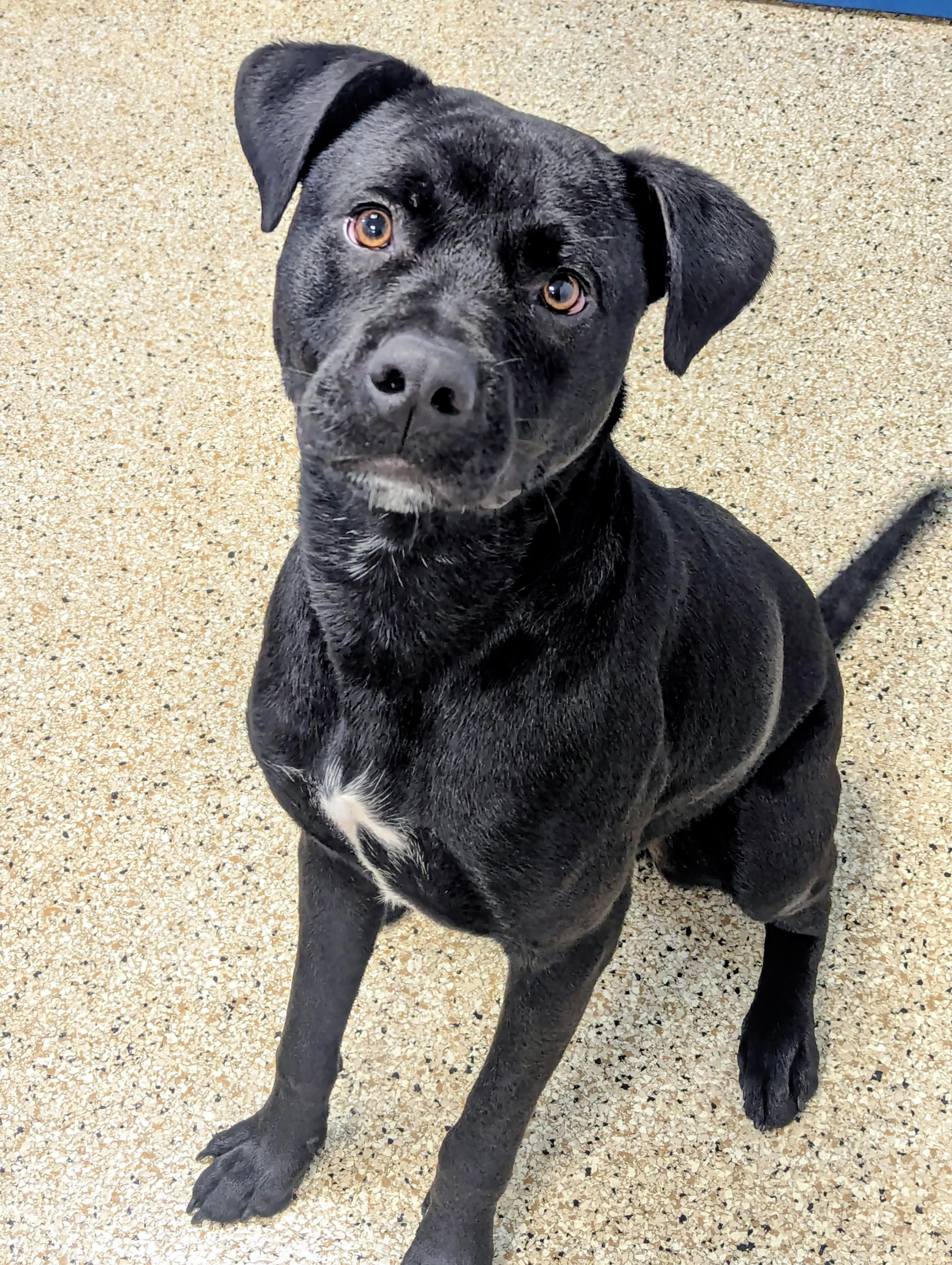 Tank, Adoptable, Young Male American Staffordshire Terrier & Black Labrador Retriever.