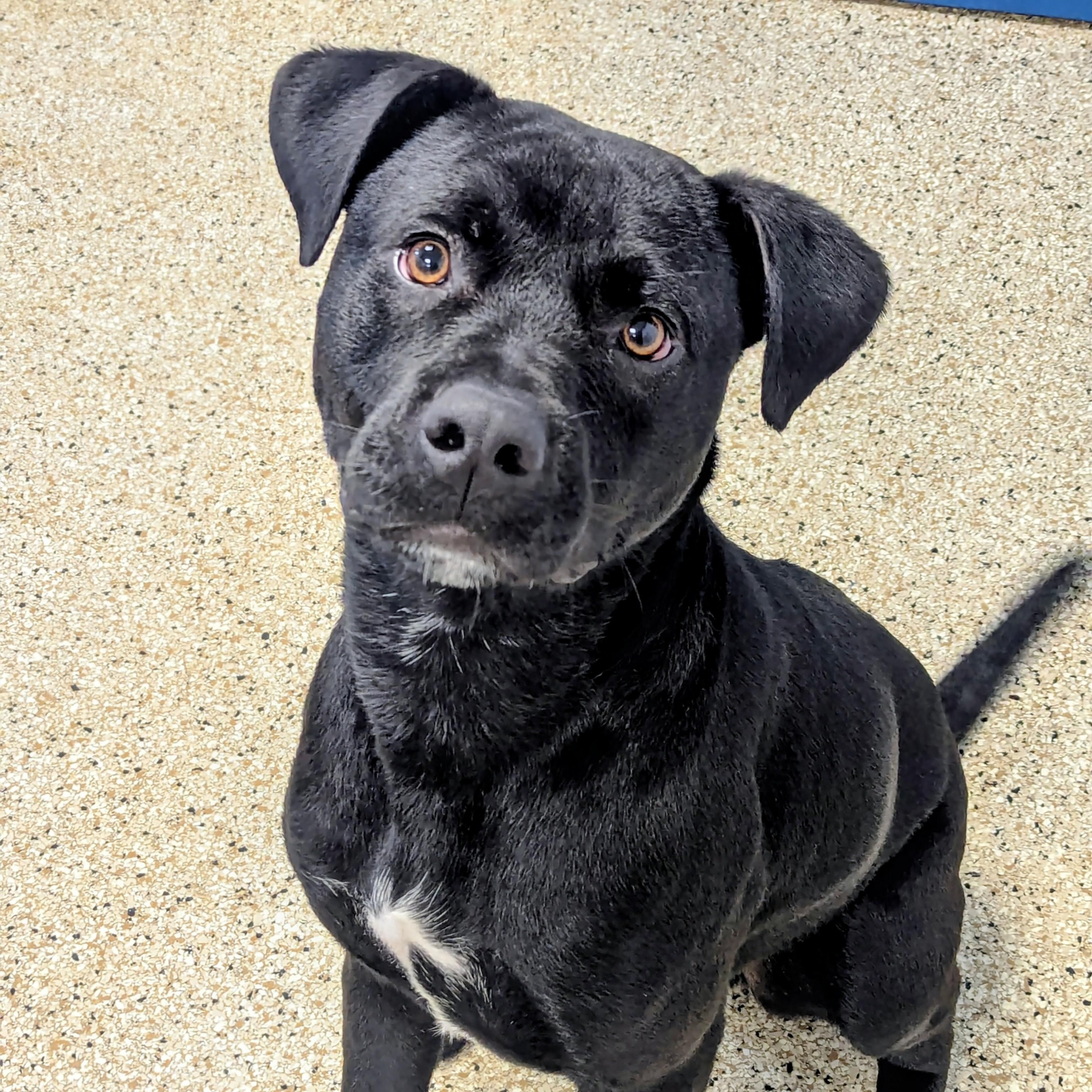 Tank, a Adoptable mixed breed in Powell, OH image 4/6