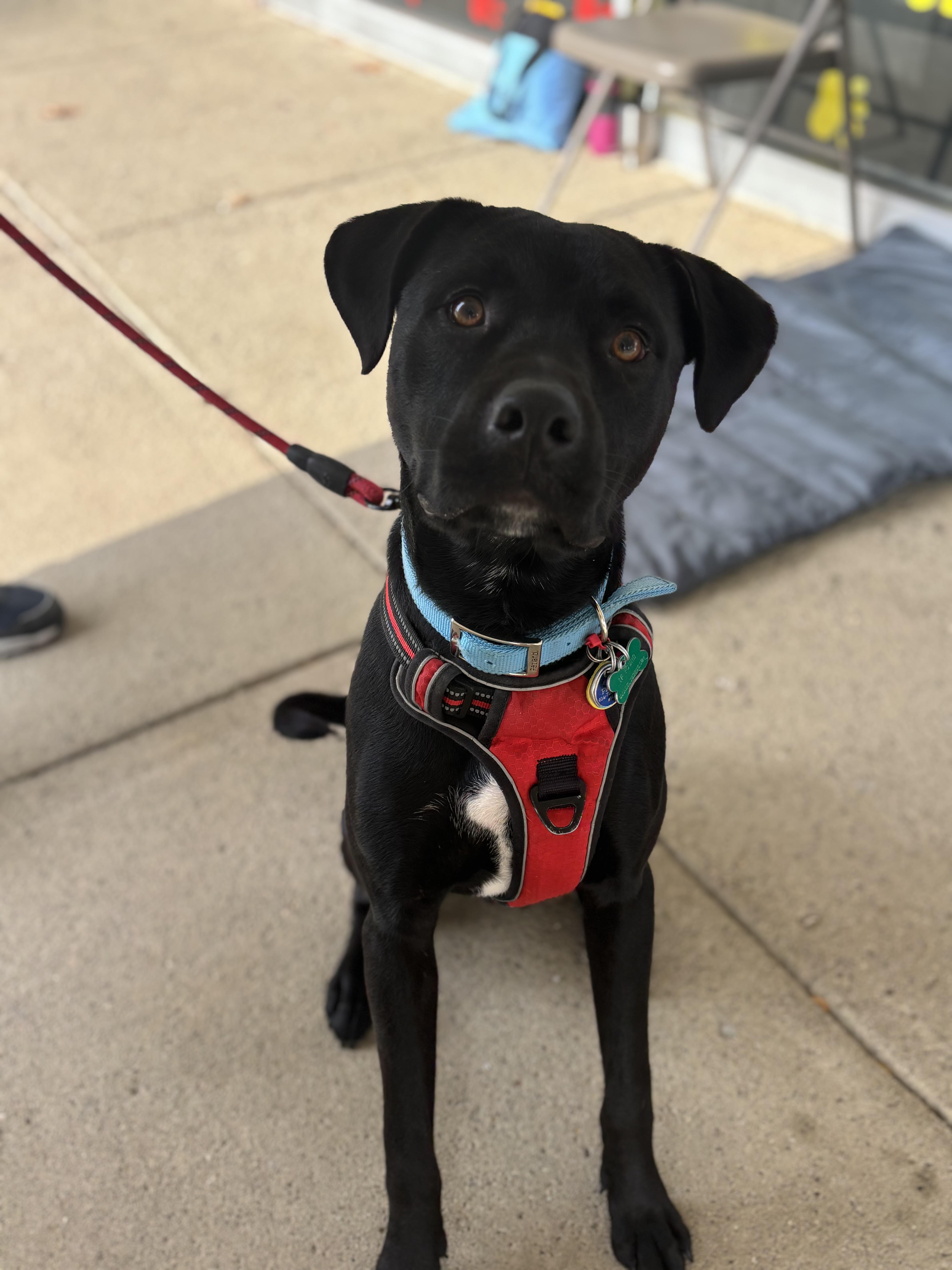 Tank, a Adoptable mixed breed in Powell, OH image 1/6