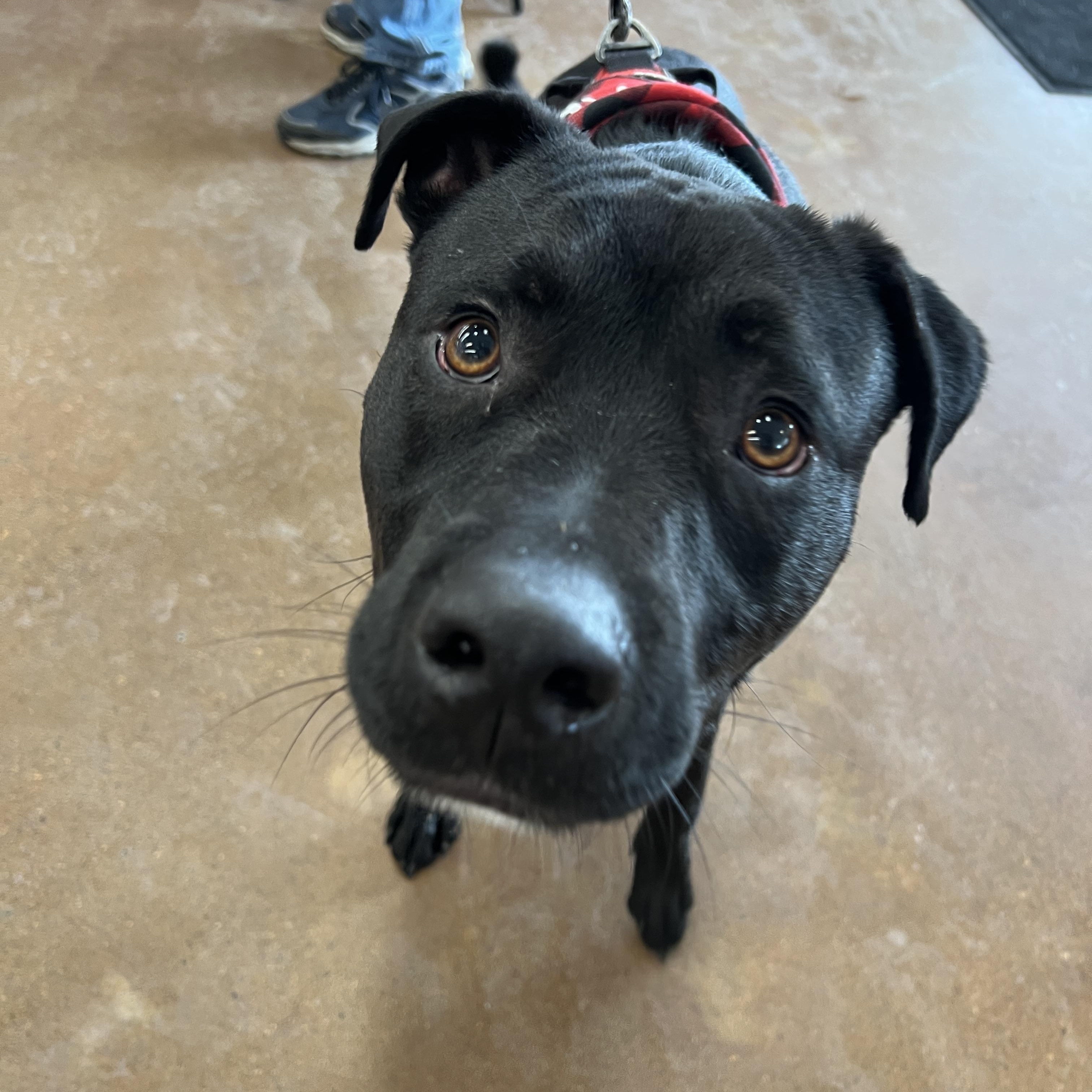 Tank, a Adoptable mixed breed in Powell, OH image 1/6
