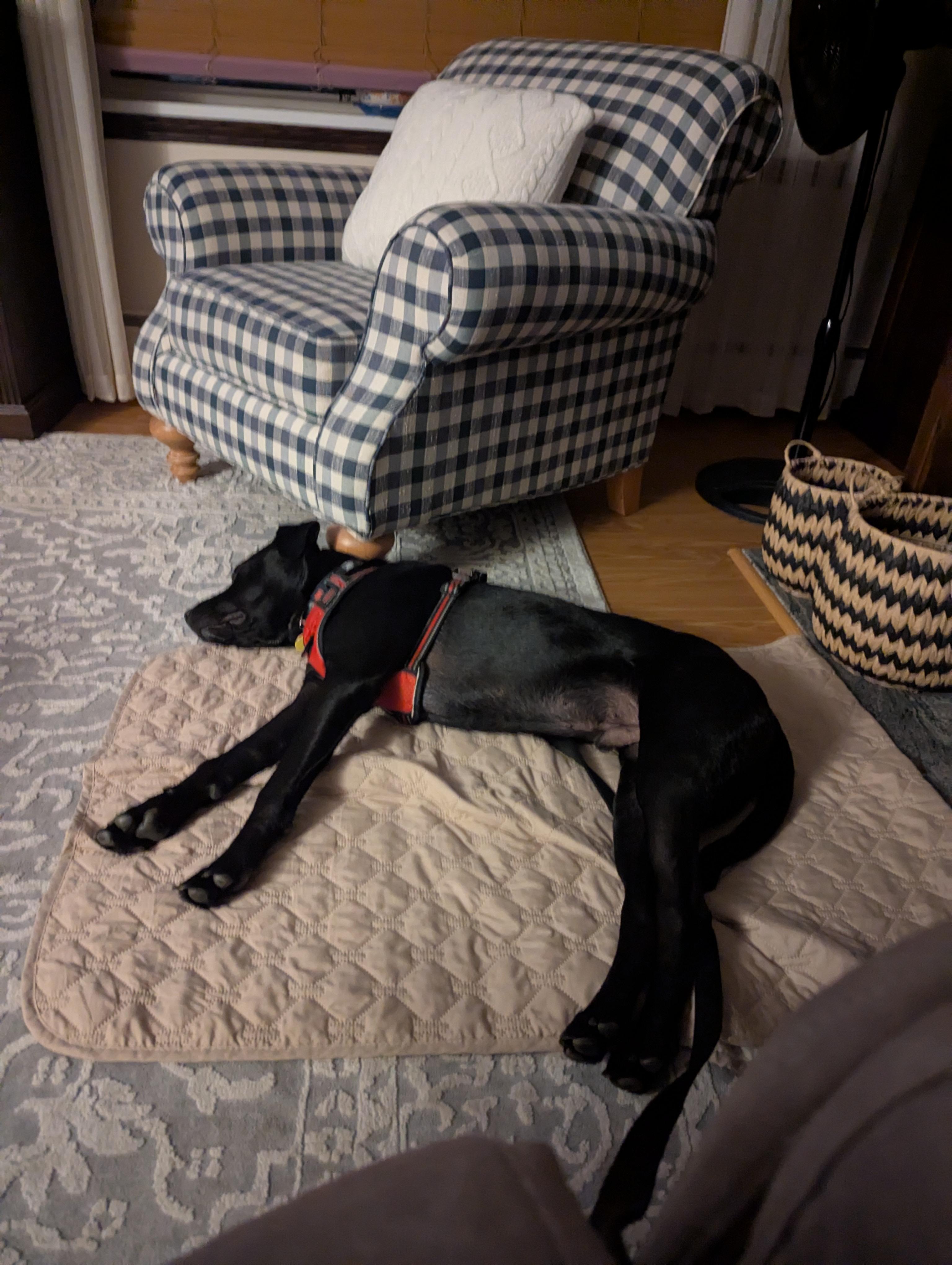 Tank, a Adoptable mixed breed in Powell, OH image 3/6