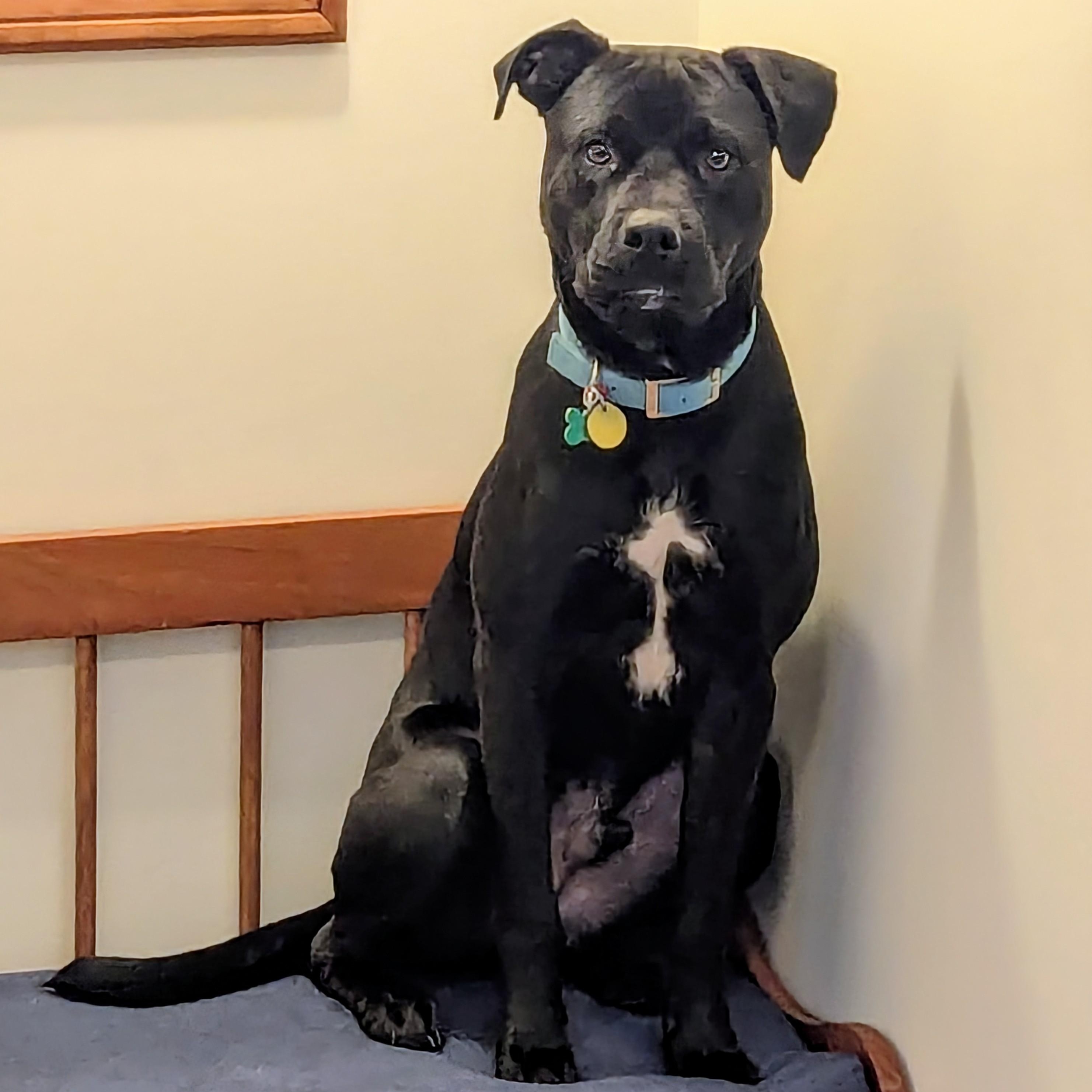 Tank, a Adoptable mixed breed in Powell, OH image 6/6