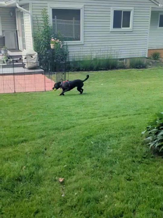 Enlarge Tank, a Adoptable mixed breed in Powell, OH video 6/6