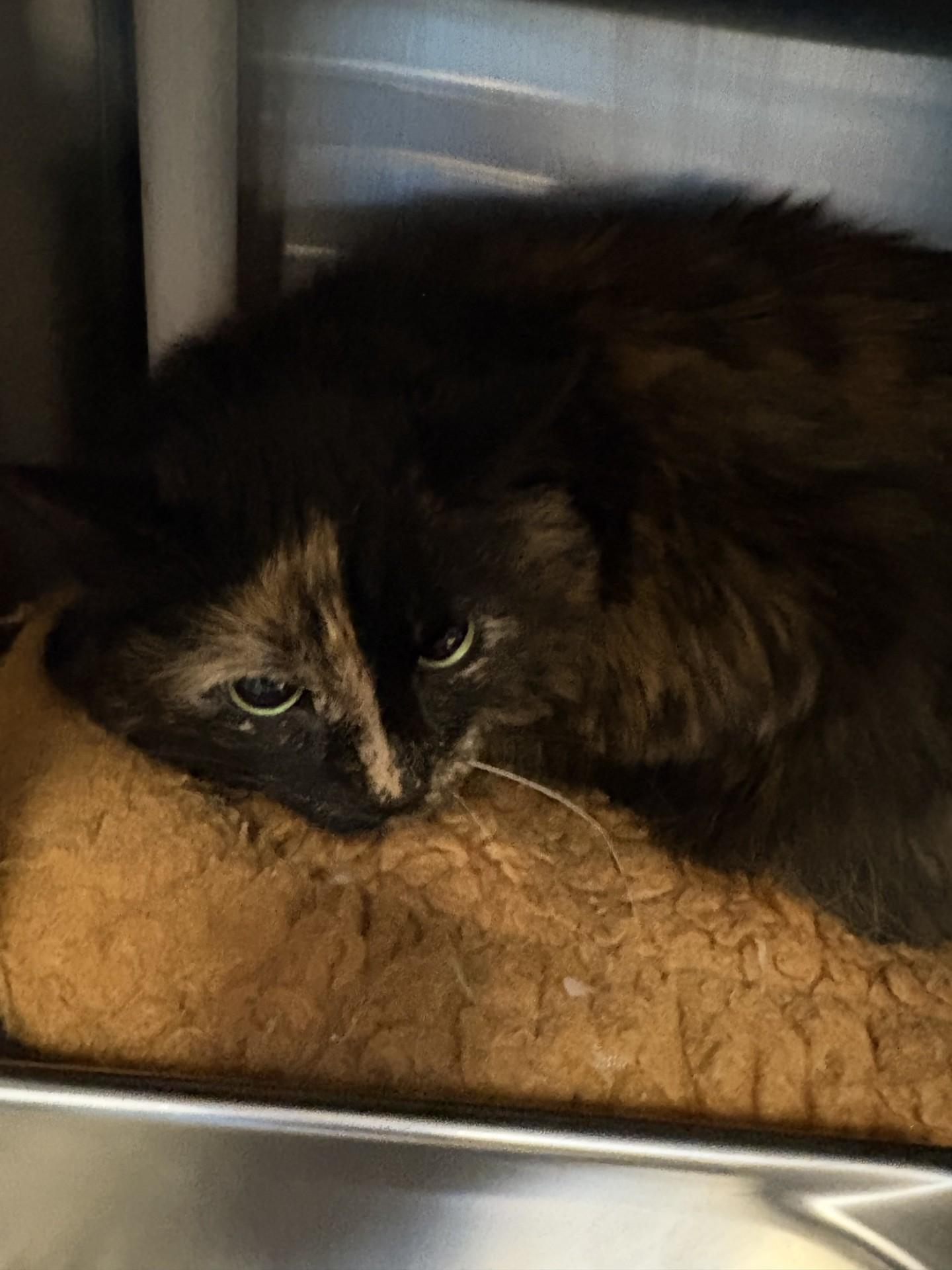 Enlarge 26-0220 "Margarita", a ADOPTABLE Domestic Long Hair in Leavenworth, KS image 1/1