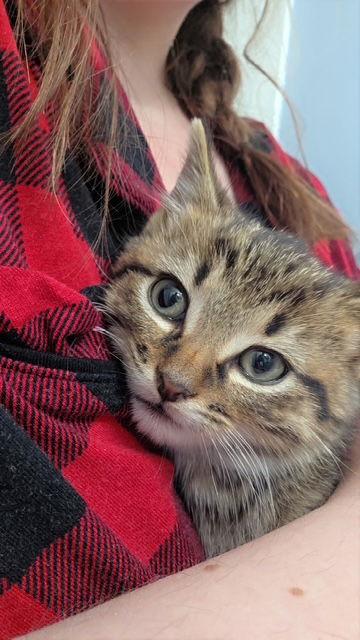 Bok, Adopted, Kitten Male Tabby & Domestic Medium Hair.